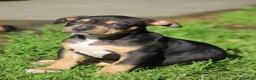 Pitbull cani in vendita: Cuccioli Pit Bull pronta consegna  - Annuncio 3