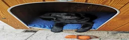 Labrador cani in vendita: Cuccioli di Labrador retriever neri e gialli - Annuncio 5