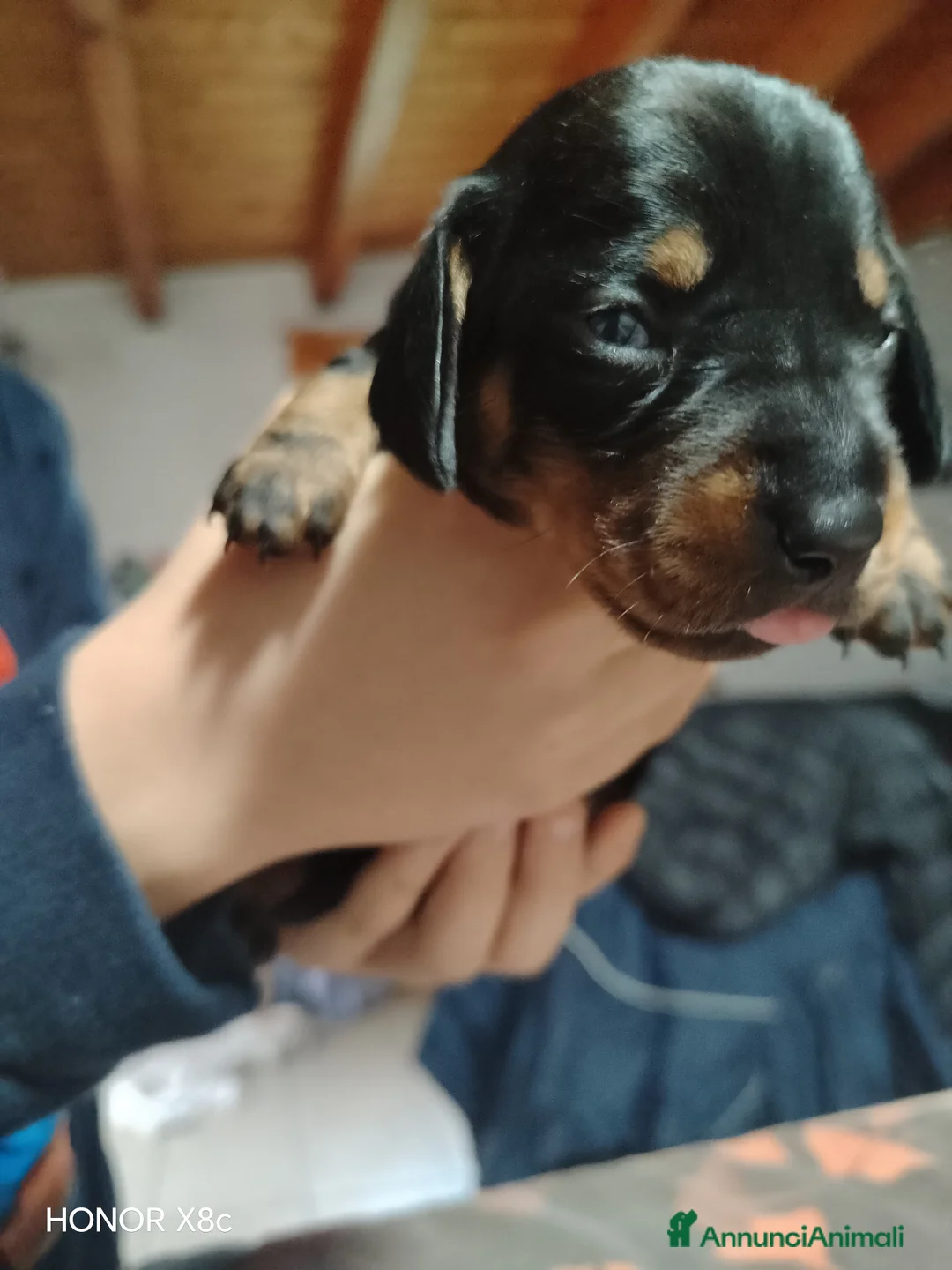 Bassotto cani in vendita: Bassotto tedesco nero focato  - Annuncio 6