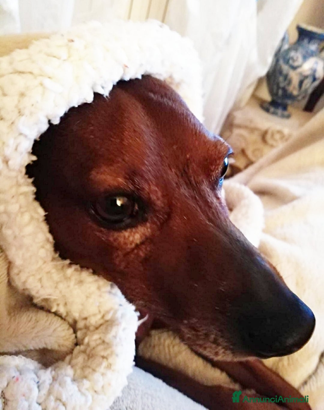 Pinscher Tedesco cani in regalo: URGENTE! NITO, PINSCHERINO 11 ANNI, NONNINO RIMAST - Annuncio 2