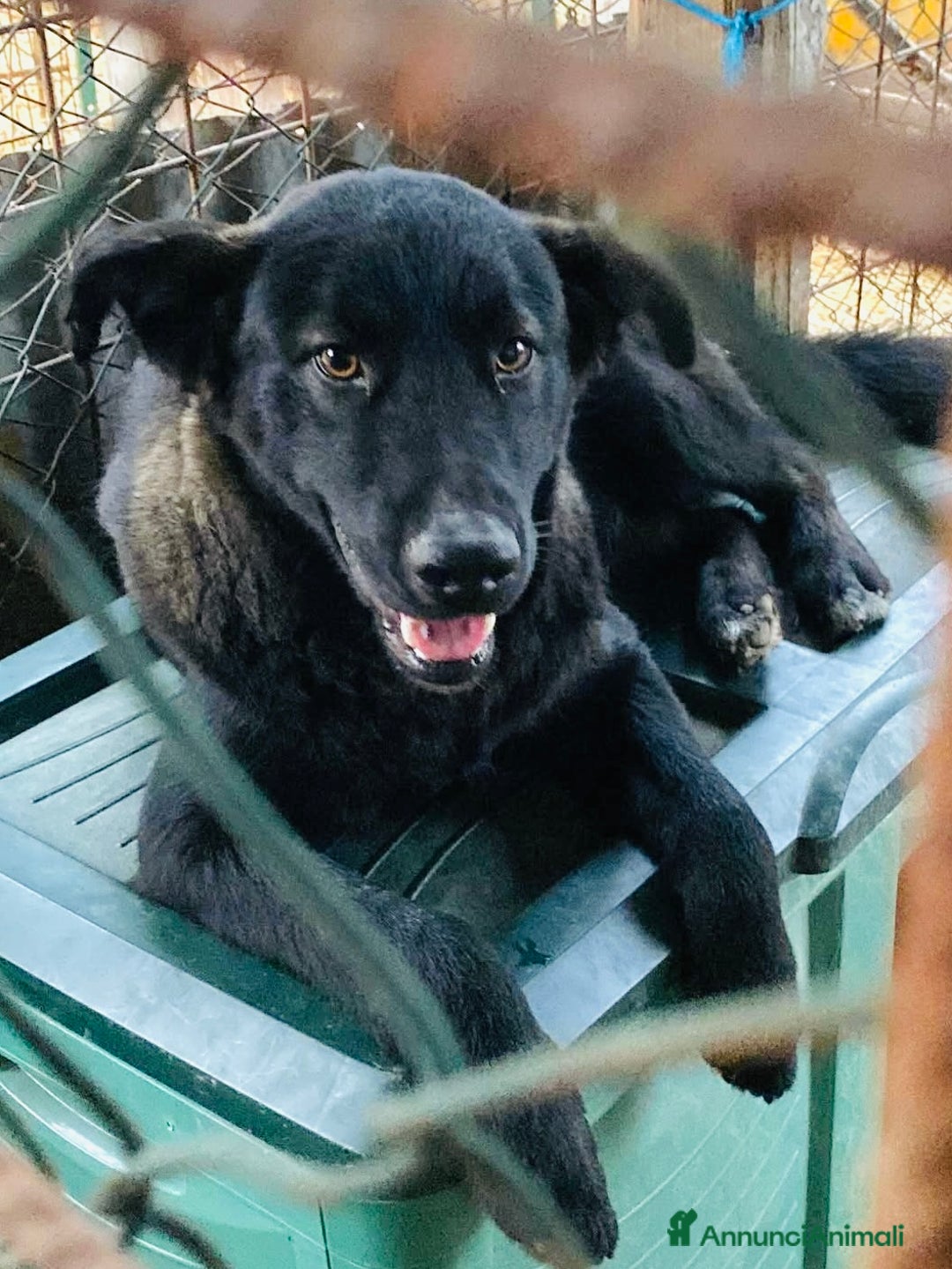 Meticcio cani in regalo: Cucciolo 6 mesi maschio taglia media  - Annuncio 1
