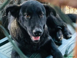 Meticcio cani Cucciolo 6 mesi maschio taglia media - Annuncio 27