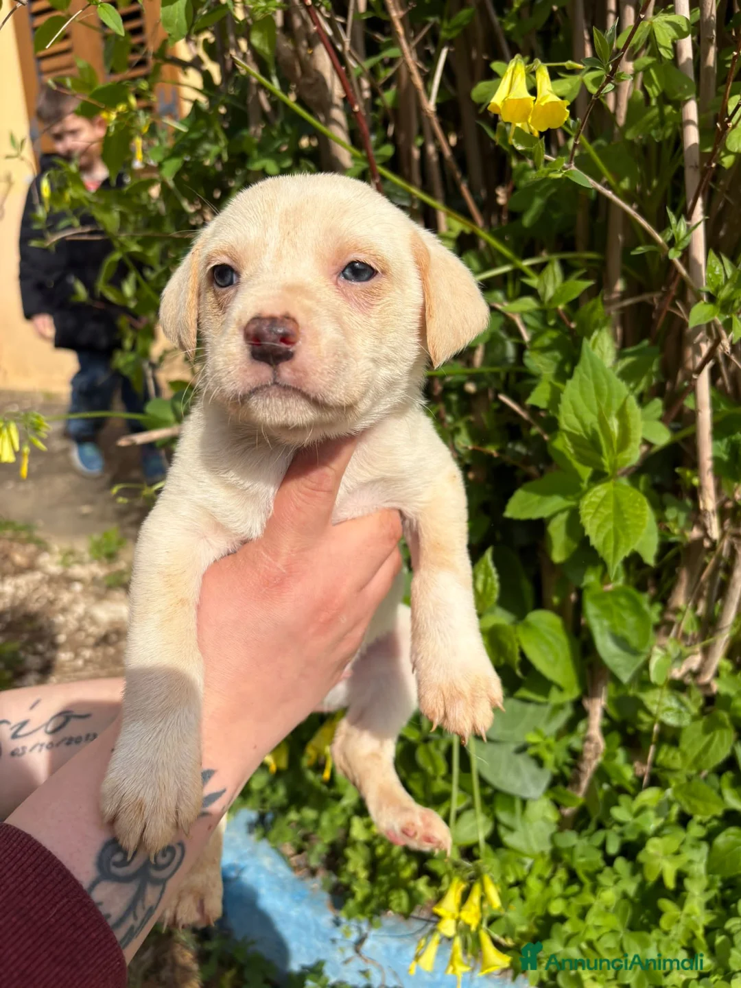 Meticcio cani in regalo: PANNA FRAPPE' MAX - Annuncio 4