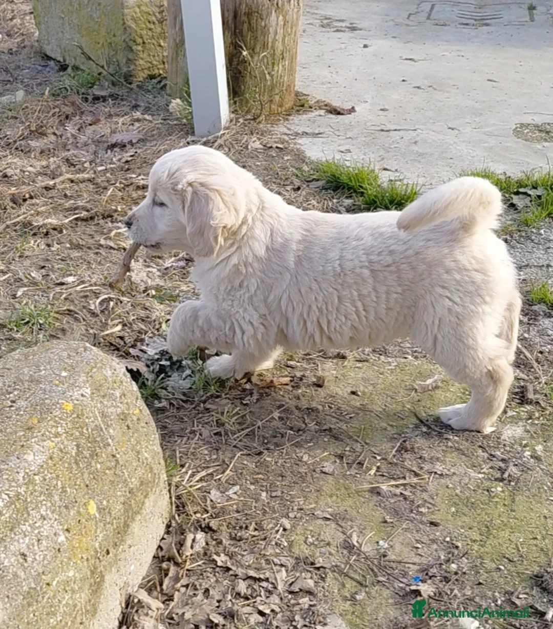 Golden Retriever cani in vendita: Cuccioli Golden retriever  - Annuncio 6