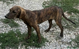 Meticcio cani in regalo: Sansone 5 mesi taglia media  - Immagine 3