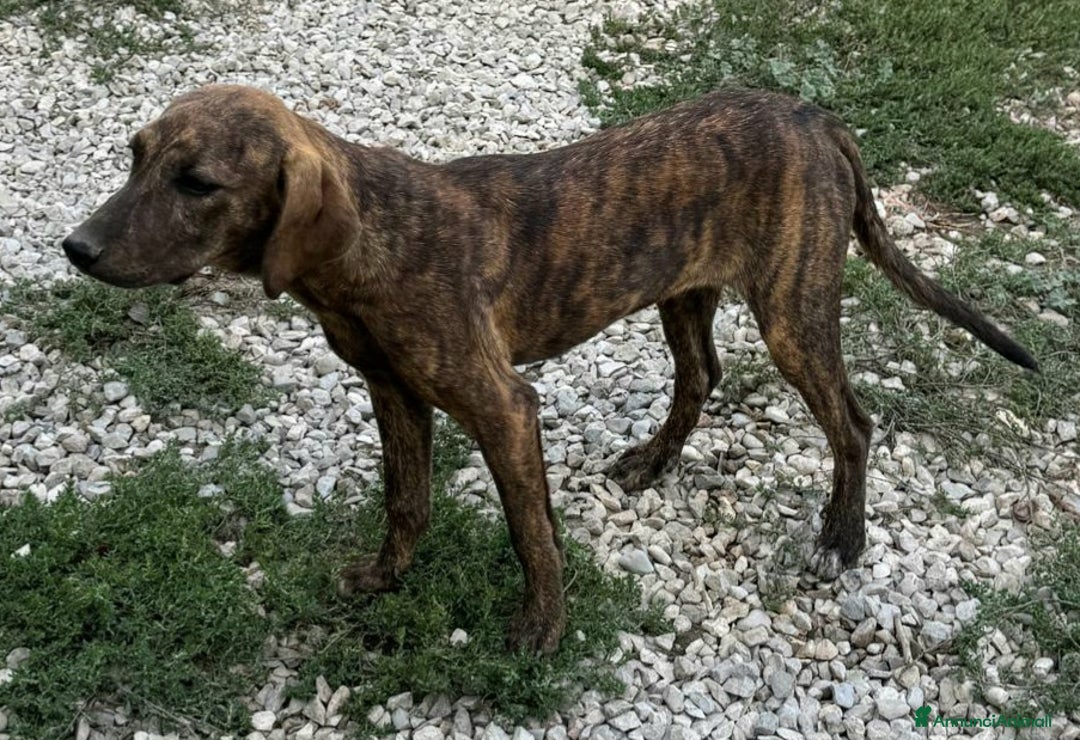 Meticcio cani in regalo: Sansone 5 mesi taglia media  - Immagine 3