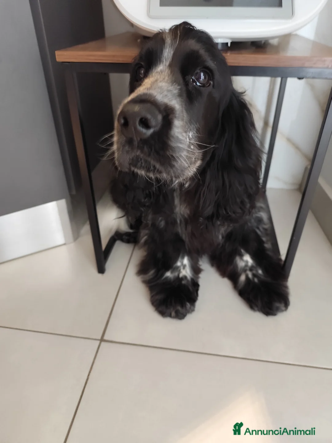 Cocker cani in vendita: Cocker spaniel inglese  a Città Metropolitana di Napoli - Annuncio 2
