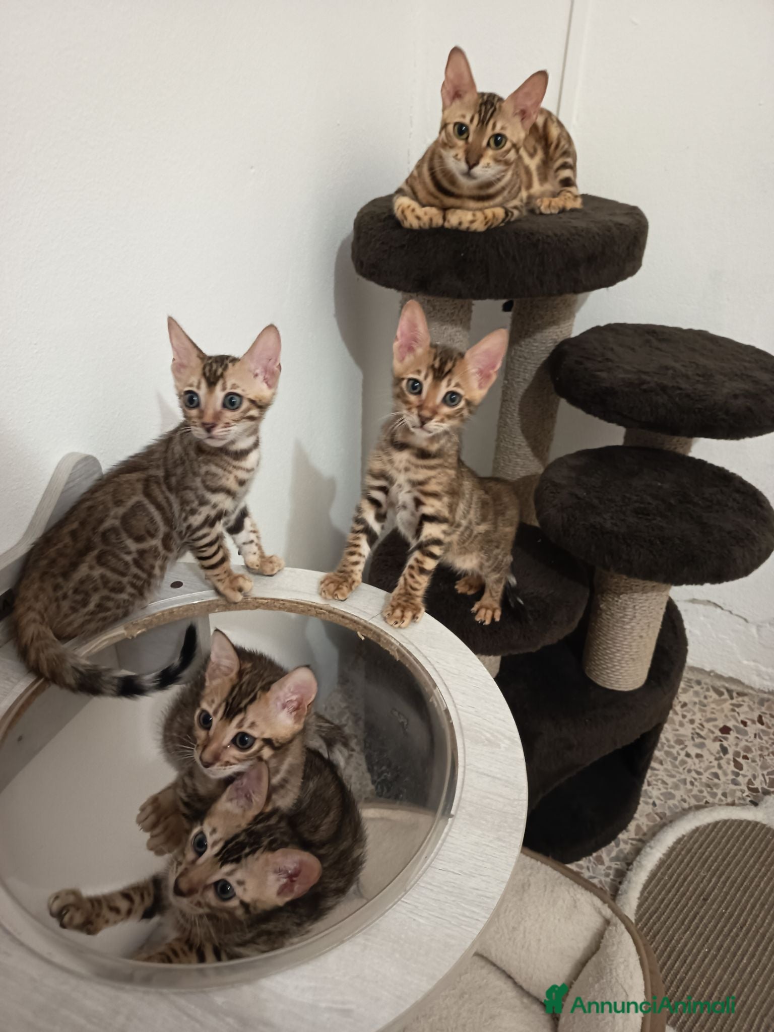 Bengala gatti meravigliosi bengalini  - Annuncio 4