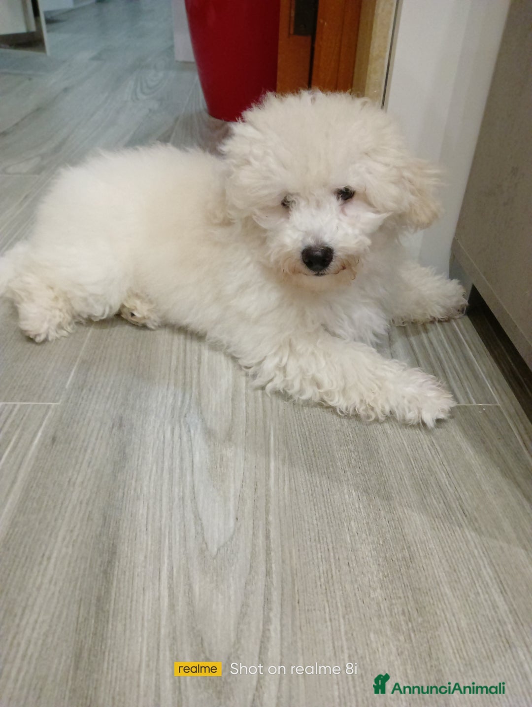 Meticcio cani in vendita: Maltipoo barboncino maschio  - Annuncio 4