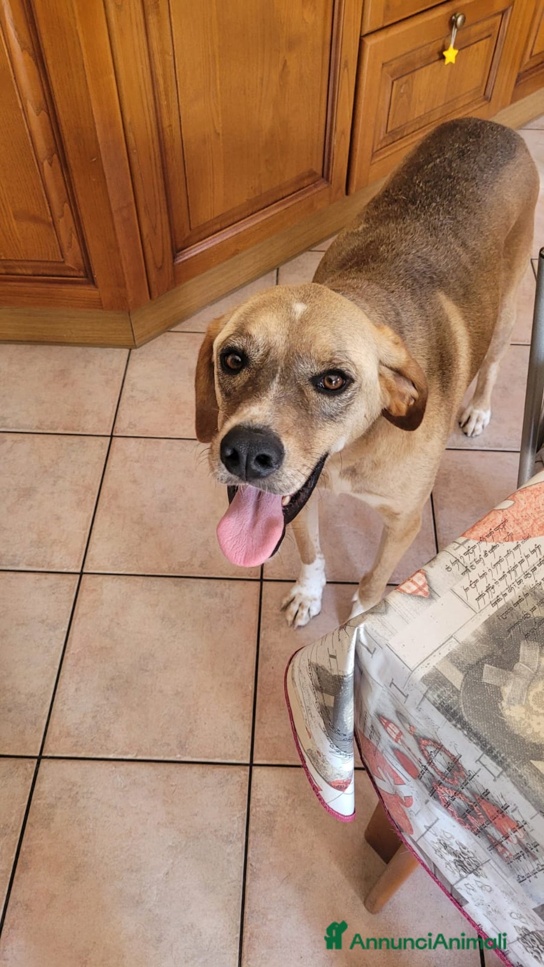 Meticcio cani in regalo: Splendido meticcio DYLAN a Città metropolitana di Milano - Annuncio 1