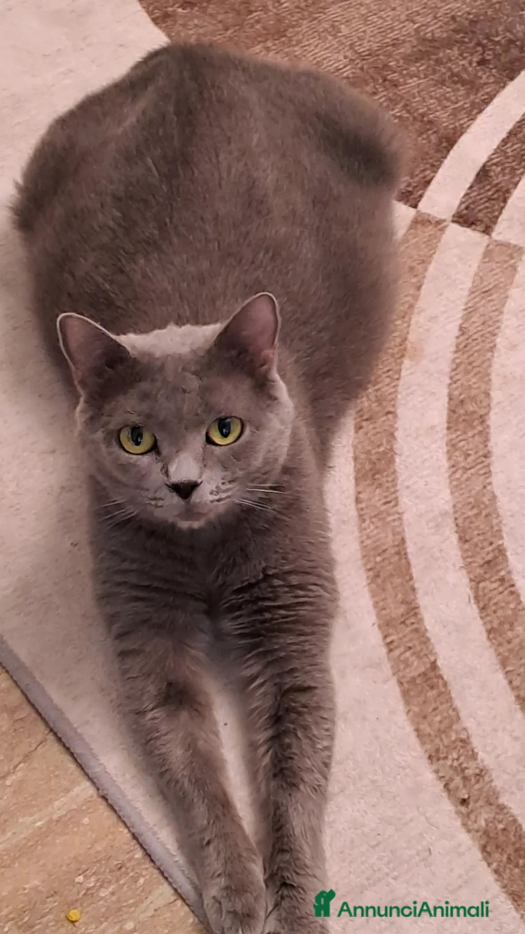 Certosino gatti in vendita: Gattini Certosini - Annuncio 1