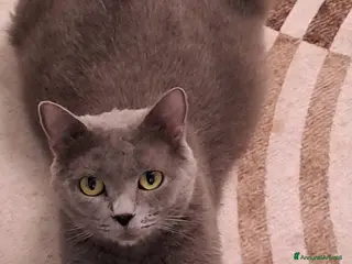 Certosino gatti Gattini Certosini - Annuncio 29