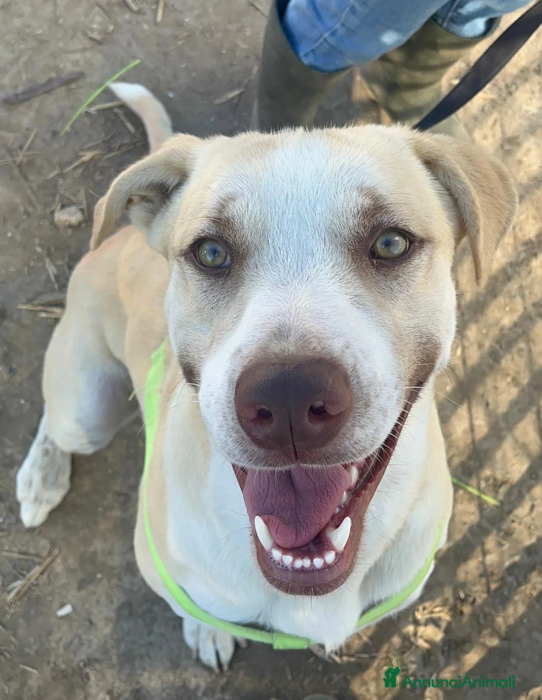 American Staffordshire cani in regalo: Simon - Annuncio 1