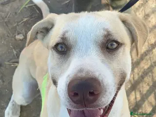 American Staffordshire cani in regalo: Simon - Annuncio 2