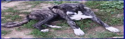Meticcio cani in regalo: VESPA CUCCIOLOTTA 6-7 MESI SOGNA SOLO UNA FAMIGLIA - Annuncio 2