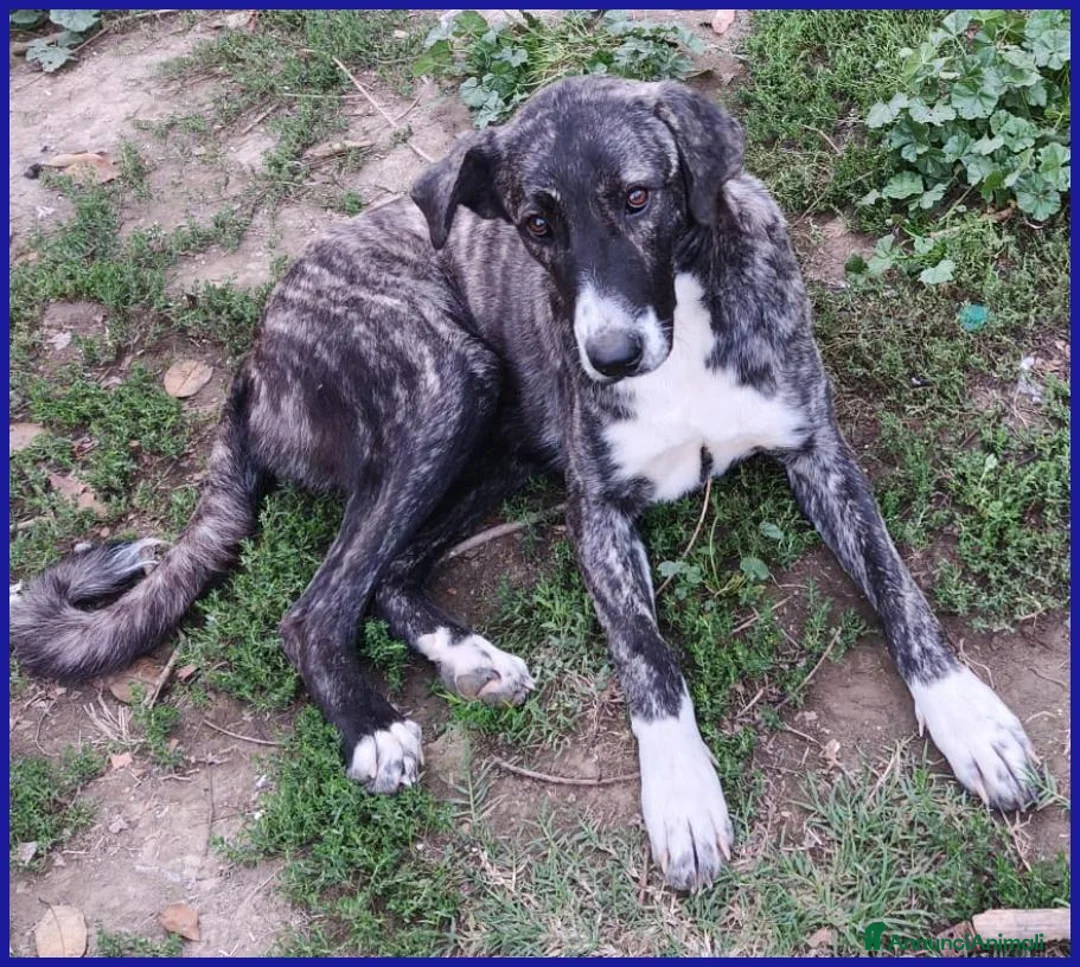 Meticcio cani in regalo: VESPA CUCCIOLOTTA 6-7 MESI SOGNA SOLO UNA FAMIGLIA - Annuncio 2