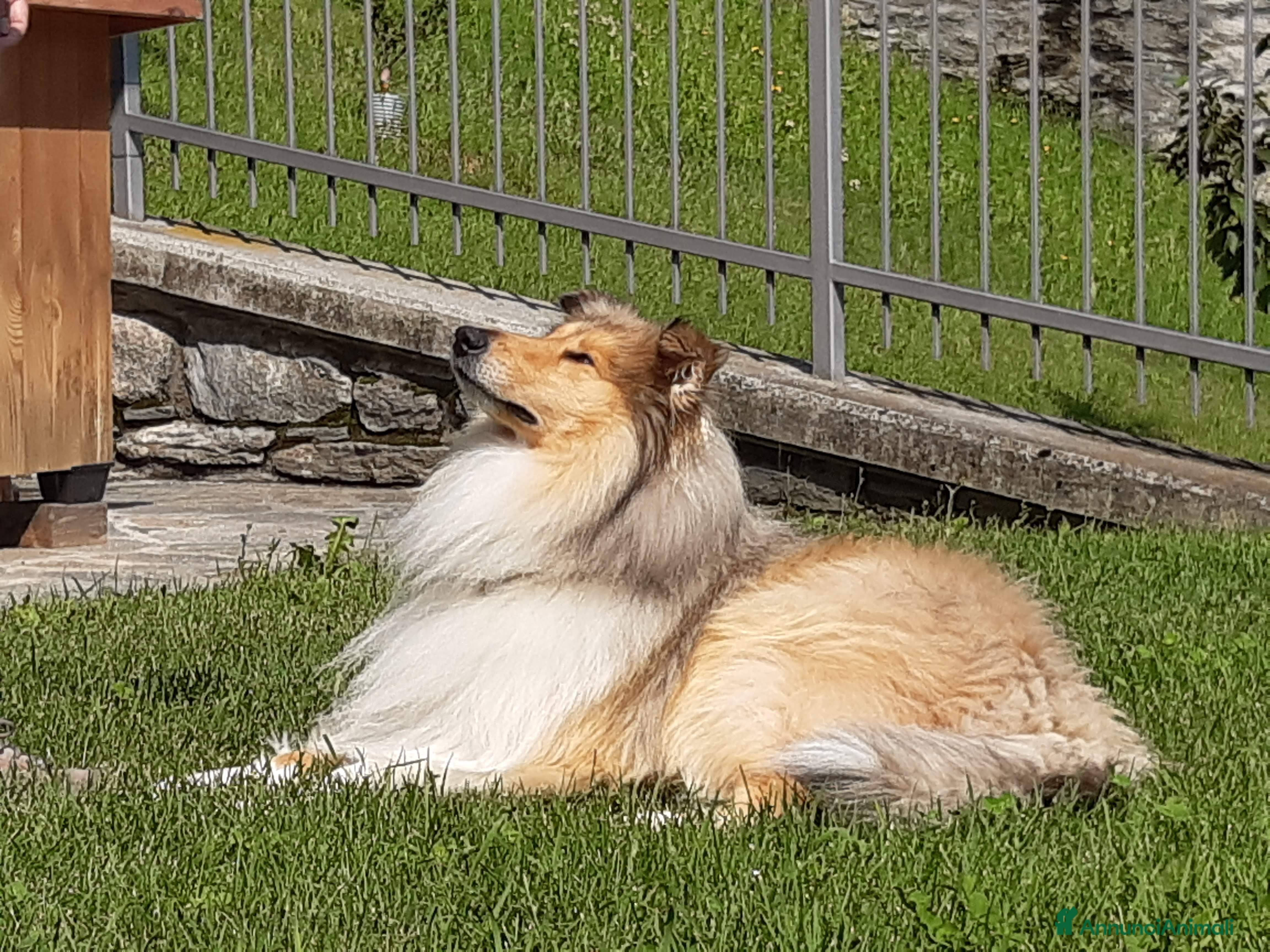 Collie cani Pastore scozzese maschio per monta e accoppiamento - Annuncio 2