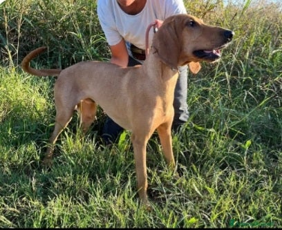 Segugio cani 2segugi 2anni e 1/2 PRESTO IN CANILE.ROVIGO URGENO - Annuncio 2