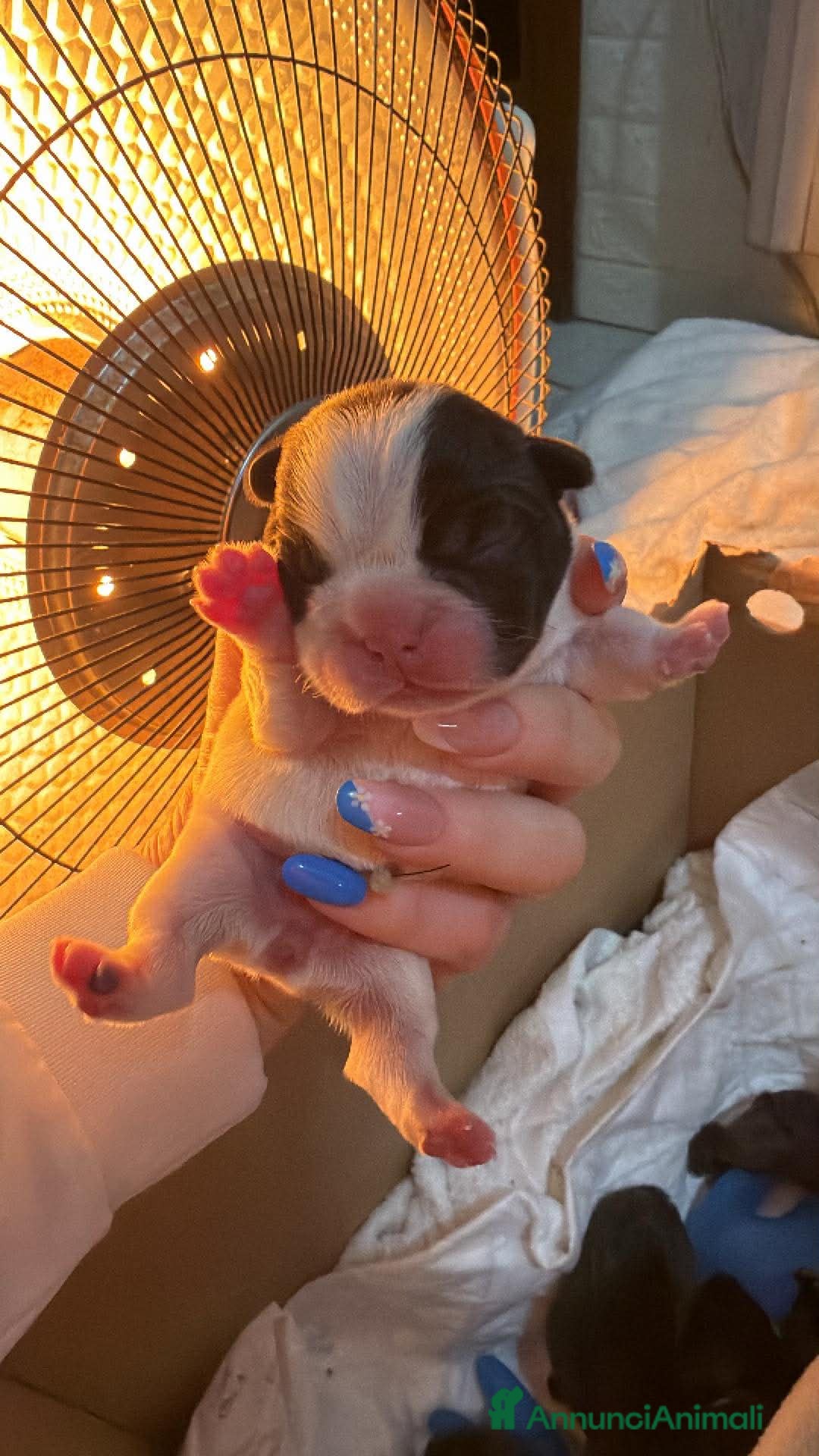 Bulldog Francese cani Bulldog francese  - Annuncio 1