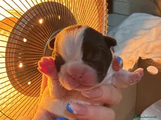 Bulldog Francese cani Bulldog francese - Annuncio 1