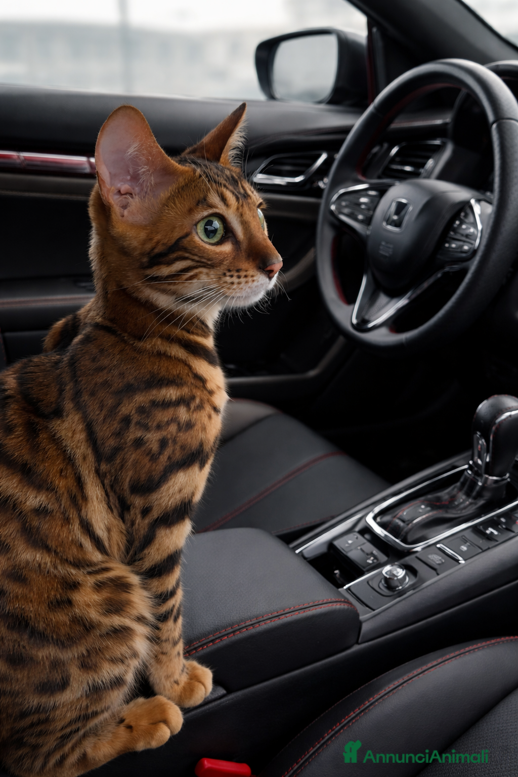 Bengala gatti Bengala  - Annuncio 2