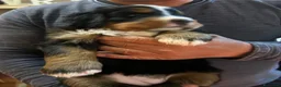Bovaro del Bernese cani in vendita: Cucciola bovaro del bernese  - Annuncio 4