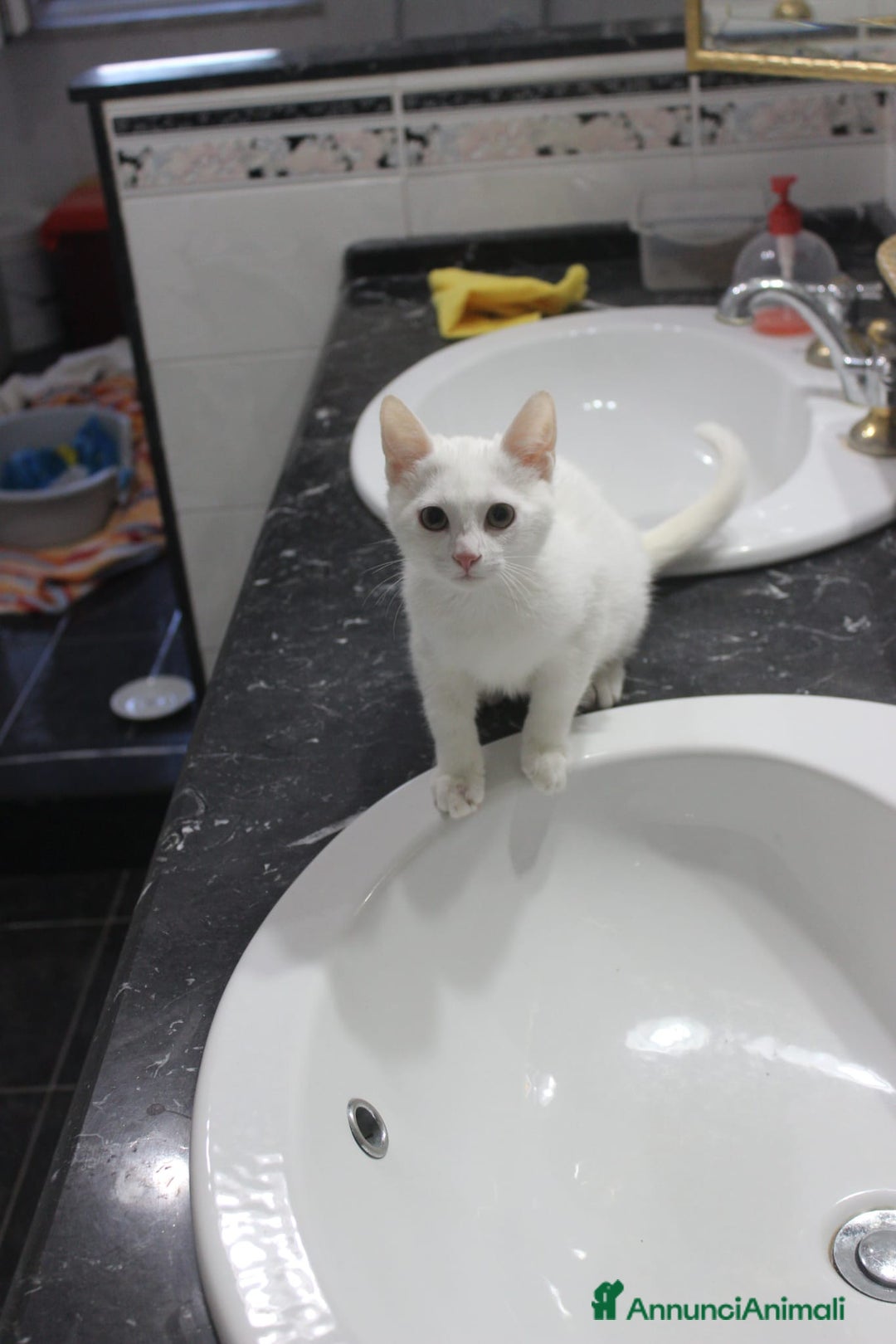 Meticcio gatti in regalo: GATTINI AMOREVOLI - Annuncio 2