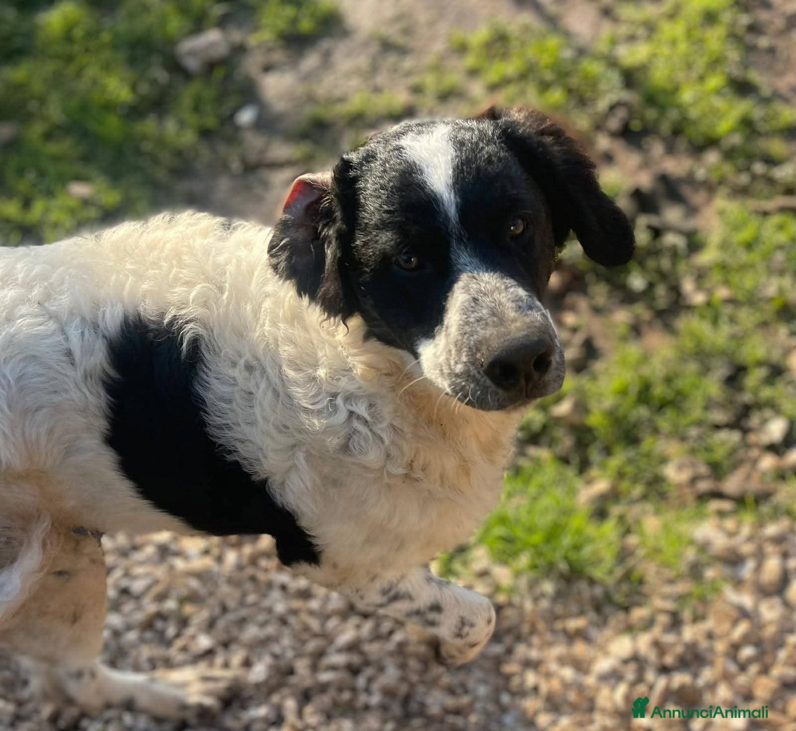 Meticcio cani Gigi, ❤ 8 mesi, bello e buono  - Annuncio 35