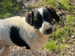 Meticcio cani Gigi, ❤ 8 mesi, bello e buono - Annuncio 35