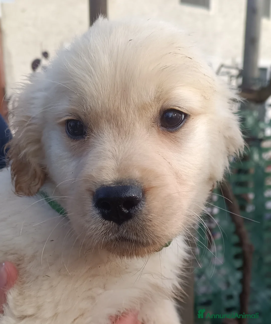 Golden Retriever cani in vendita: Golden retriever angloamericani  - Annuncio 3