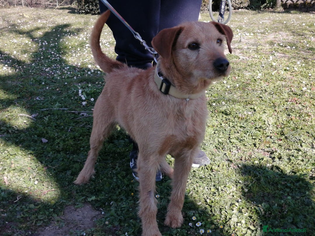 Meticcio cani in regalo: FRITZ MALGRADO TUTTO SORRIDE ANCORA - Annuncio 4