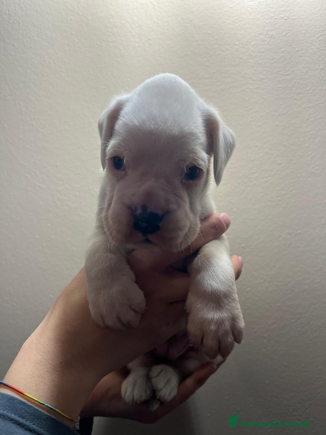 Boxer cani in vendita: Boxer  - Annuncio 3