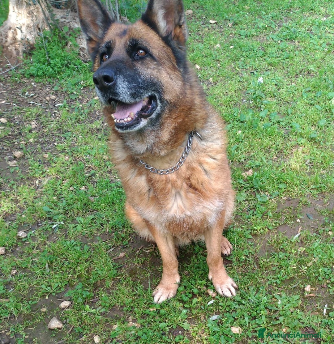 Pastore Tedesco cani in regalo: Cloe, pastore dal cuore grande - Annuncio 17