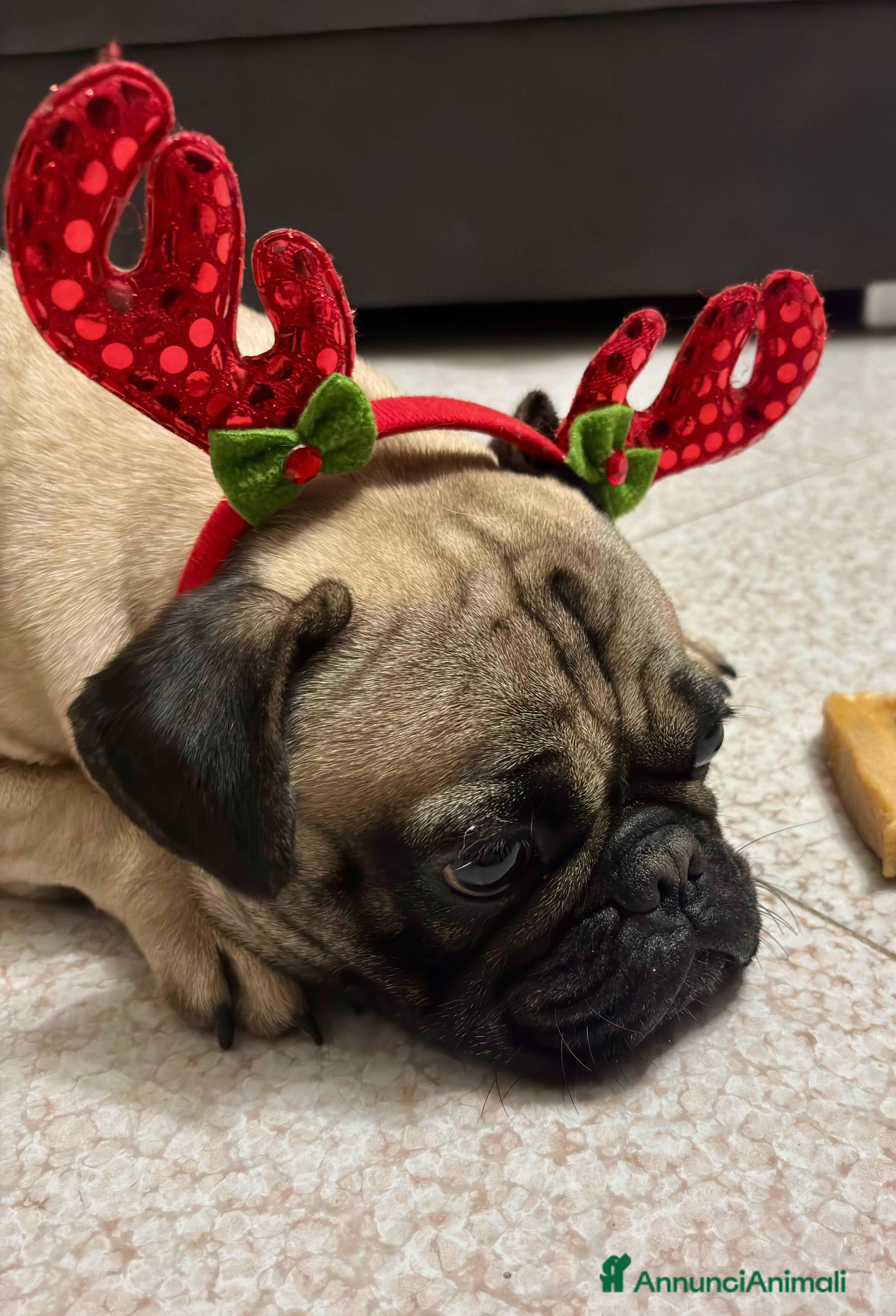 Carlino cani Carlino - Annuncio 3