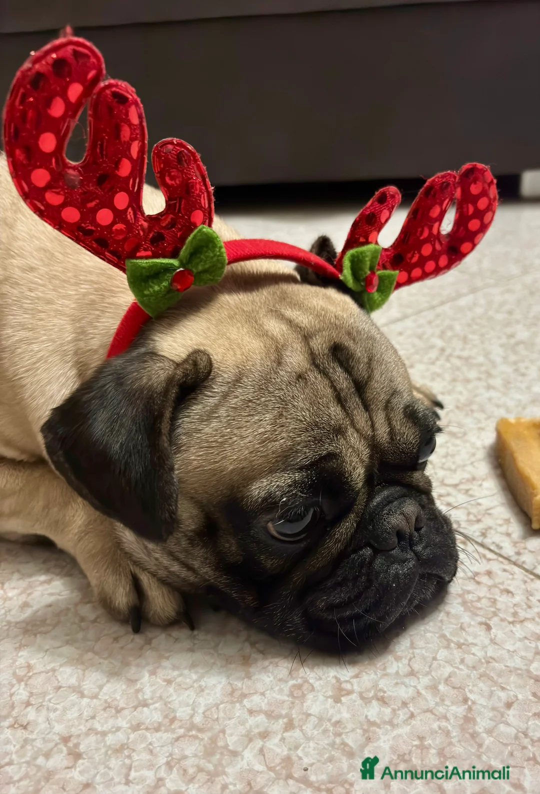 Carlino cani in vendita: Carlino - Annuncio 1