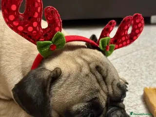 Carlino cani Carlino - Annuncio 3