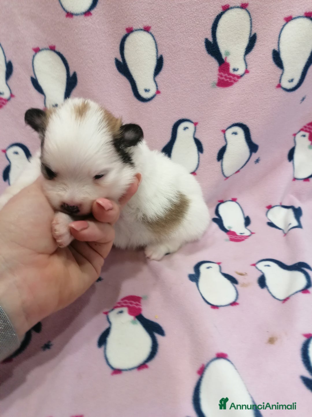 Volpino Pomerania cani in vendita: Volpino Pomerania  - Annuncio 21