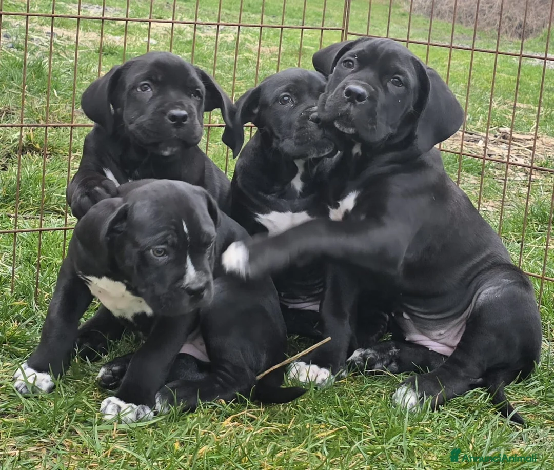 Cane Corso cani in vendita: Cuccioli Cane Corso  - Annuncio 1