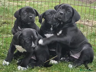 Cane Corso cani Cuccioli Cane Corso - Annuncio 11