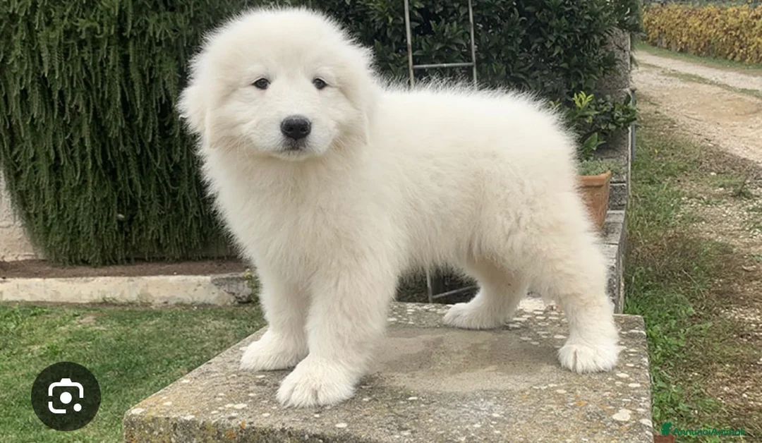 Pastore Maremmano cani in vendita: Cuccioli di maremmano  - Annuncio 2