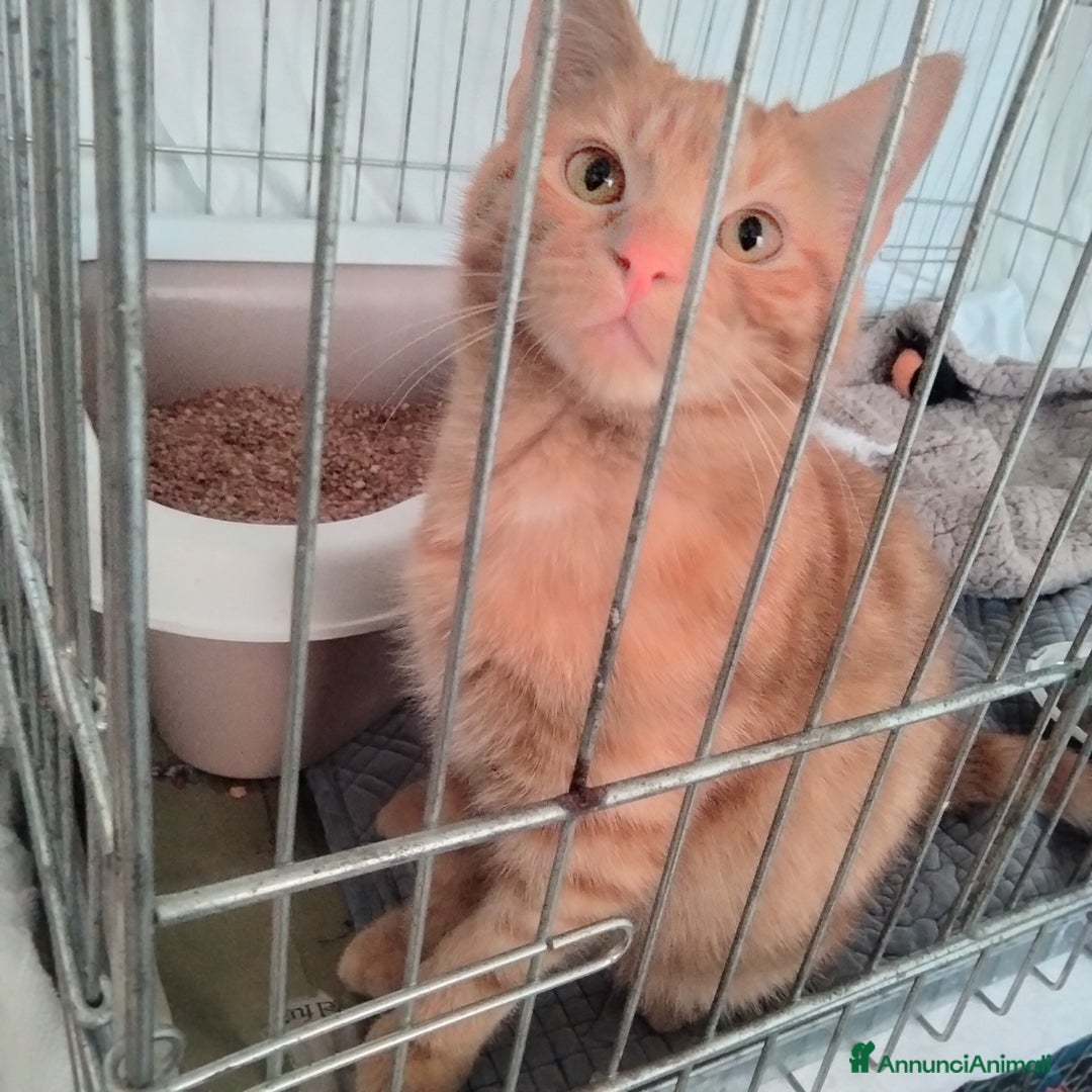 Altre razze gatti in regalo: Tarzan, dolcissimo, 4 mesi, cerca casa - Annuncio 2