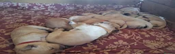 Golden Retriever cani in vendita: Cuccioli stupendi di golden retriever - Annuncio 2