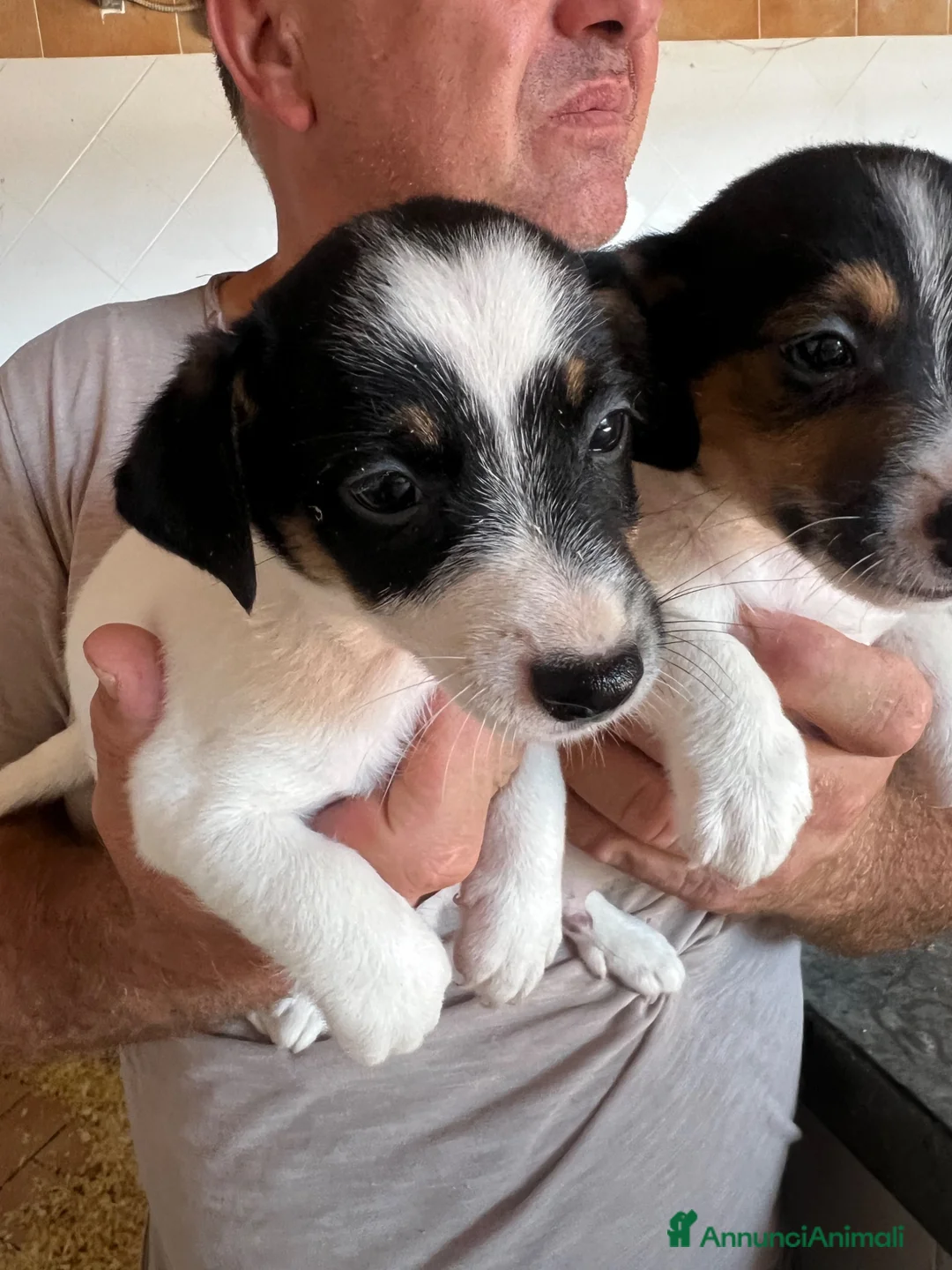 Jack Russell cani in vendita: Jack russell  - Annuncio 9