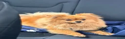 Spitz cani in vendita: Cuccioli di spitz Pomerania  - Annuncio 7