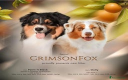 Australian Shepherd cani in vendita: Femmina blue Merle - Ruth a Provincia di Vicenza - Immagine 5
