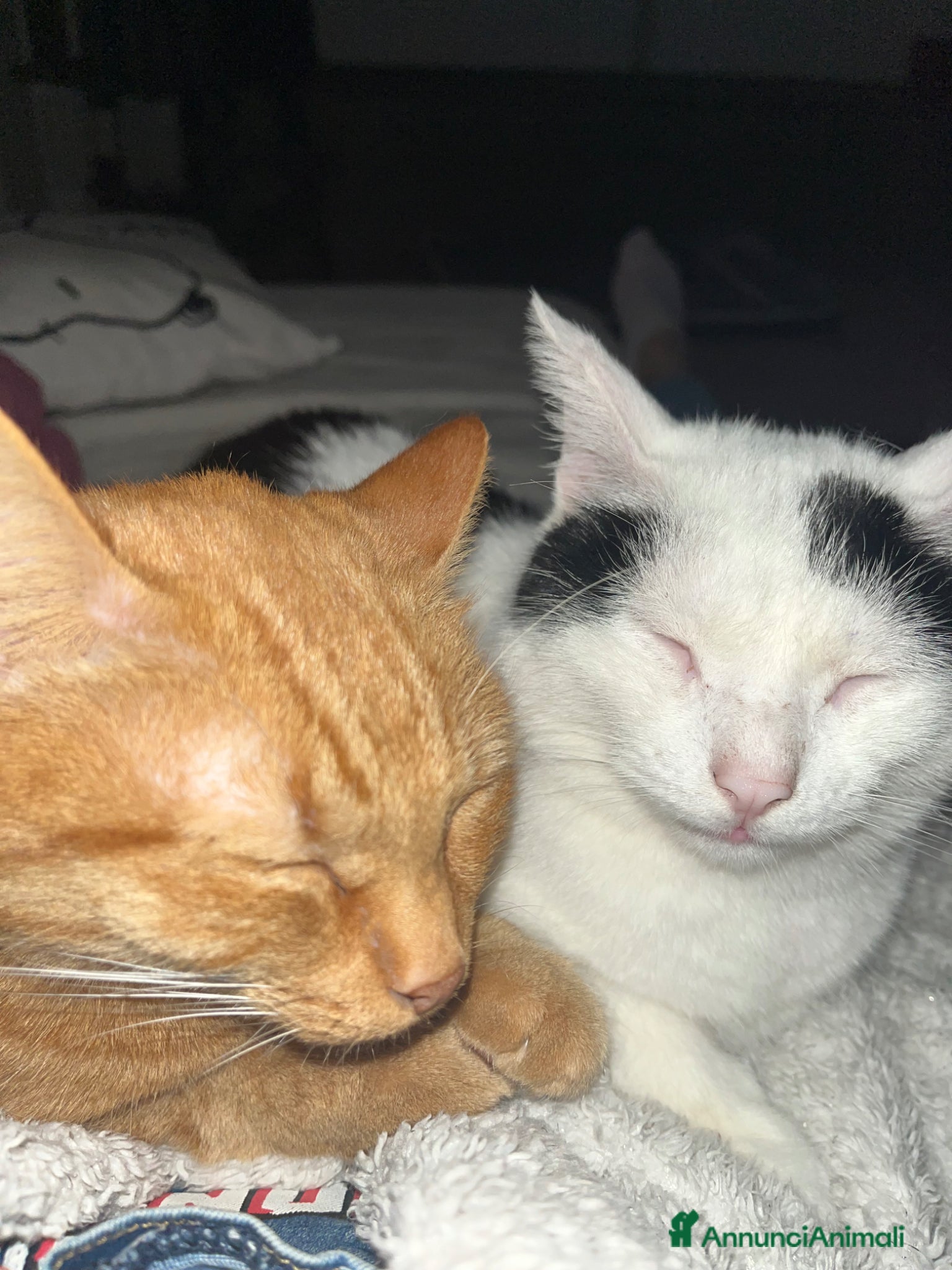 Europeo gatti Goku e lady  - Annuncio 1