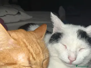 Europeo gatti Goku e lady - Annuncio 1