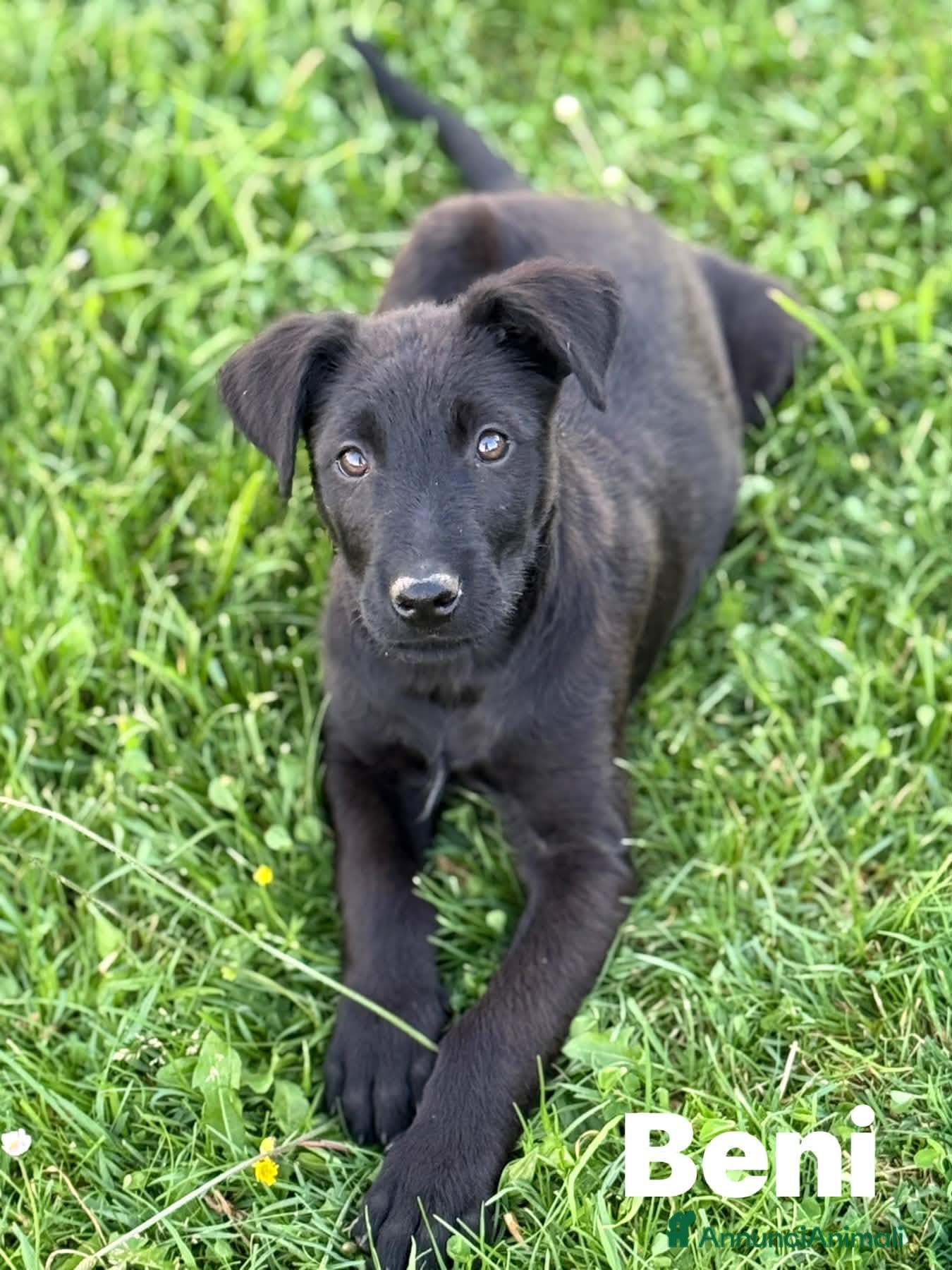 Meticcio cani in regalo: 3 dolci CUCCIOLI total black! Bellissimi - Annuncio 11