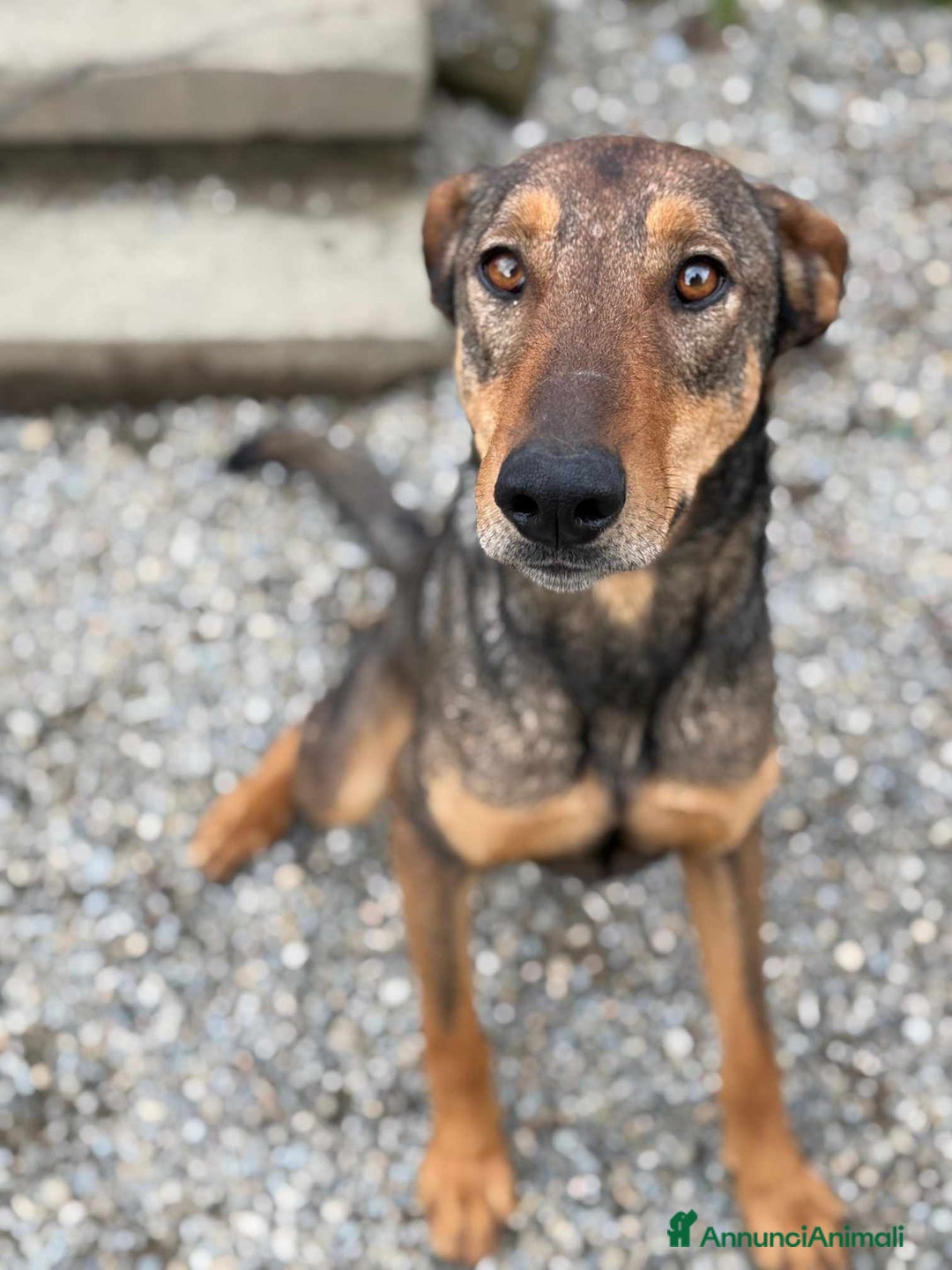 Dobermann cani in regalo: ARTU', magnifico mix DOBERMANN - Annuncio 2