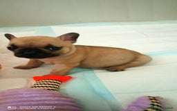 Bulldog Francese cani in vendita: CUCCIOLA DI BOULDOGUE FRANCESE  a Province of Pavia - Immagine 8